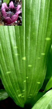 Aspidistra sichuanensis 'Rarely Spotted'